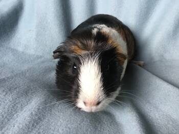 Rescue Guinea Pig Guinea Pigs for Adoption in San Diego, California - Azaria ( Bonded To Golden Acorn) | PetCurious